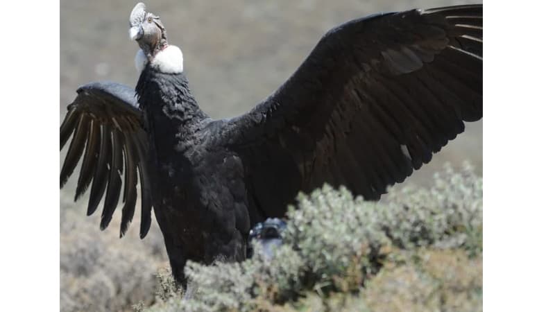 El “Cóndor Andino” es parte del paisaje de Potrerillos